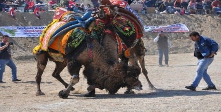 Buldan deve güreşleri korona virüsü tedbirleri kapsamında iptal edildi