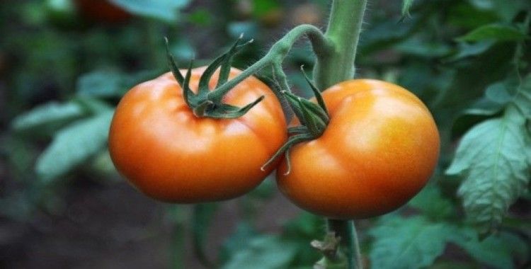 Koronavirüs domatesin kilosunu 1 liraya düşürdü