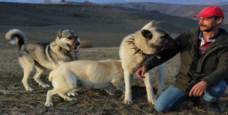 Köpeklerin koyun sürüsüne saldıran kurdu öldürme anları kamerada