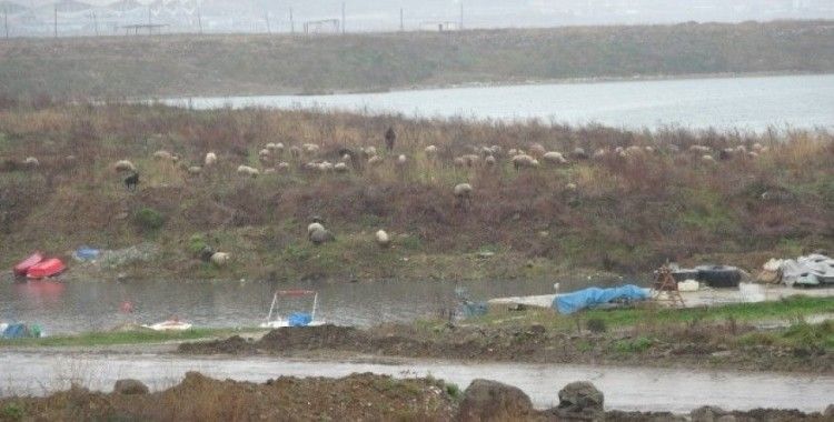 Trabzon’da boş kalan sahiller koyun sürüsüne kaldı