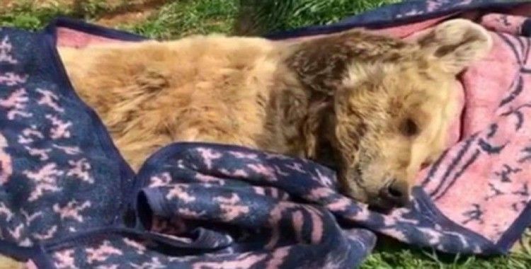 Türkiye’nin en yaşlı ayısı ’Meyvan’ öldü