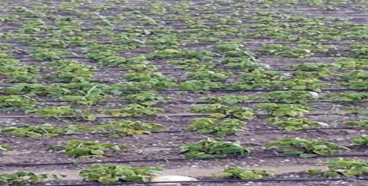 Tarsus’ta yağan dolu ekili tarım arazilerine zarar verdi