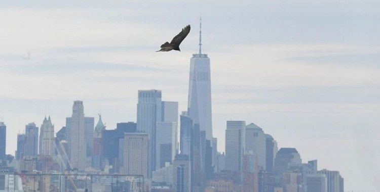 Ceset kokusu alan akbabalar New York'un üzerinde uçmaya başladı