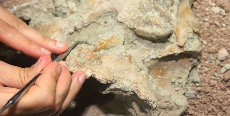 Madagaskar'da dinozorlar döneminden kalma memeliye ait fosil bulundu