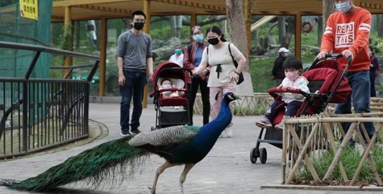 Basına sızdırılan 'Beş Göz' raporu, Çin'i koronavirüsle ilgili her türlü örtbasla suçluyor