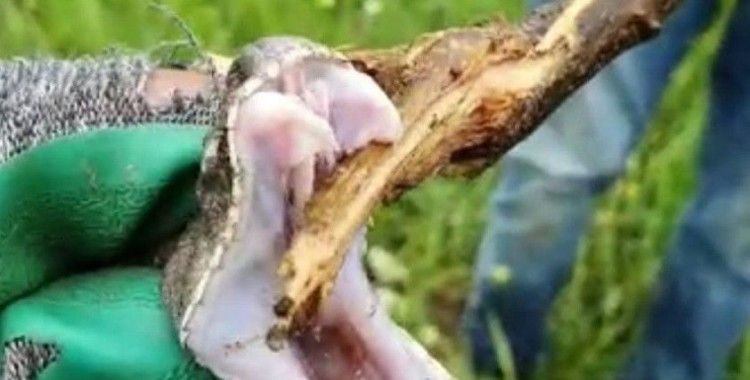 Türkiye'nin zehri en ölümcül yılanı Derecik'te görüldü