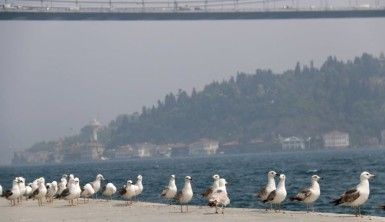 İstanbul'un ünlü sahiline martı akını