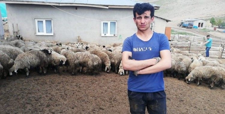 Erzincan'da 80'e yakın kuzu ahırdan çalındı