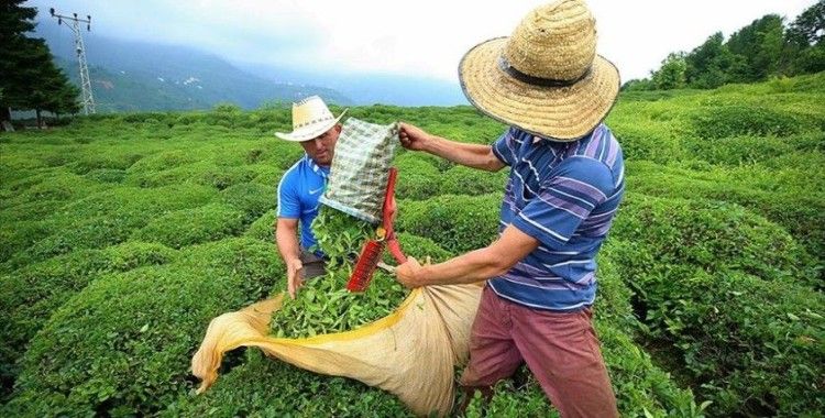 Rize'ye çay toplamak için gelecek yaklaşık 20 bin kişi için önlemler alındı