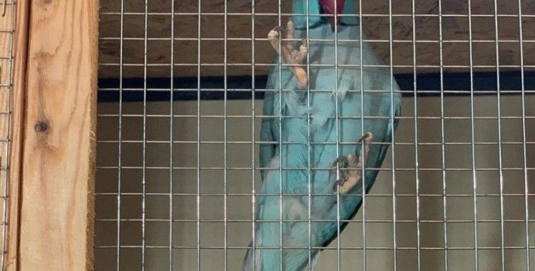 İstanbul'da papağan operasyonu: 66 papağan kurtarıldı