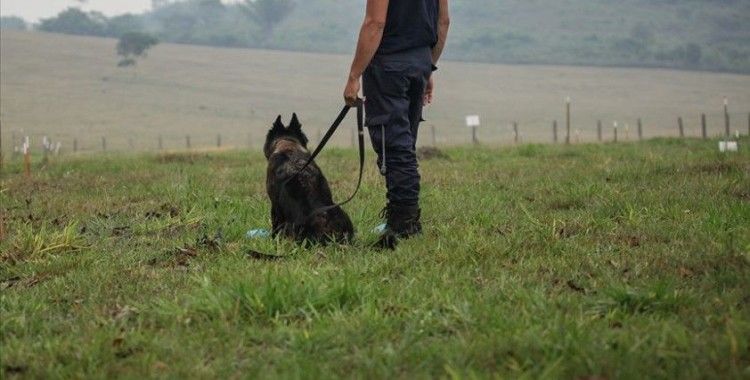 İngiltere'de köpekler Kovid-19'u koklayarak teşhis etmeleri için eğitilecek