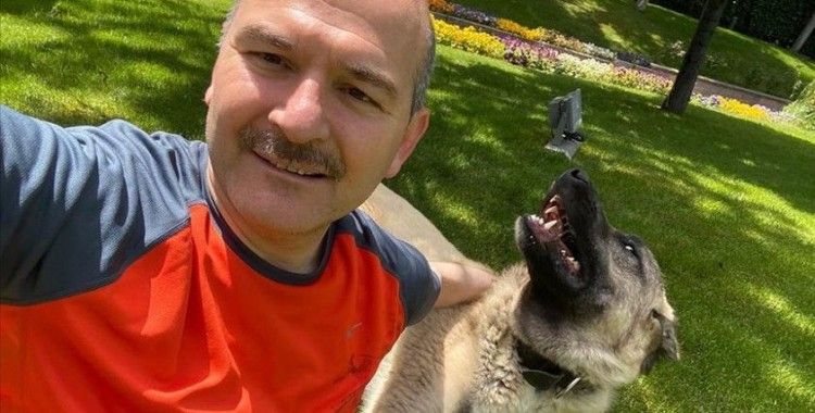 İçişleri Bakanı Süleyman Soylu sahiplendiği sokak köpeklerinin fotoğraflarını paylaştı