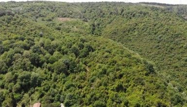 Bahçeköy'ün ormanları böyle görüntülendi
