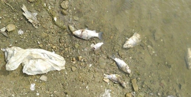 Tekirdağ'da ölü balıklar kıyıya vurdu