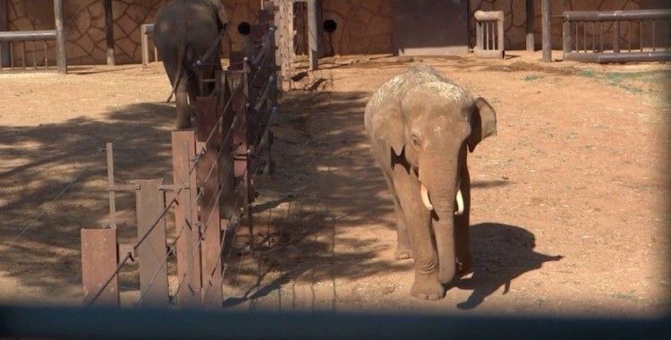 Fillerin 10 yıllık eş hasreti sona eriyor