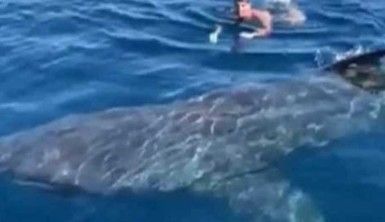 İspanya'da paralimpik yüzücü köpek balığıyla burun buruna geldi