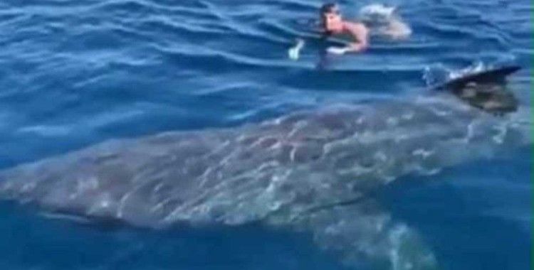 İspanya'da paralimpik yüzücü köpek balığıyla burun buruna geldi