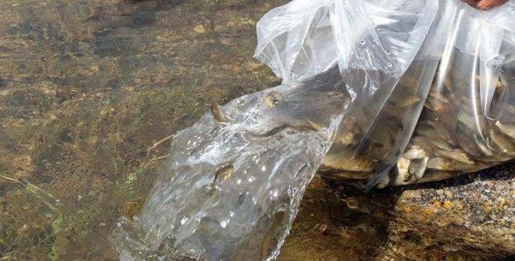 Bitlis’teki Nazik ve Aygır göllerine 70 bin yavru balık bırakıldı