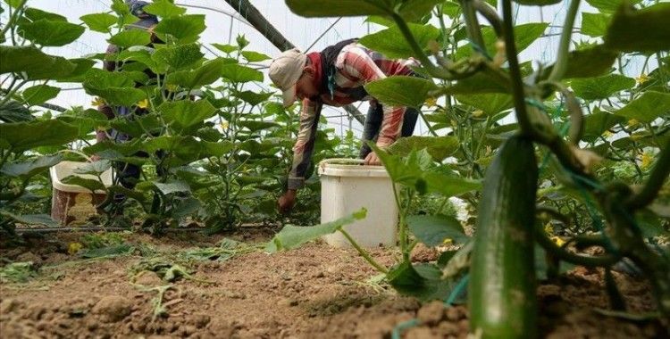 Güney Marmara seralarında 'sosyal mesafeli' salatalık hasadı