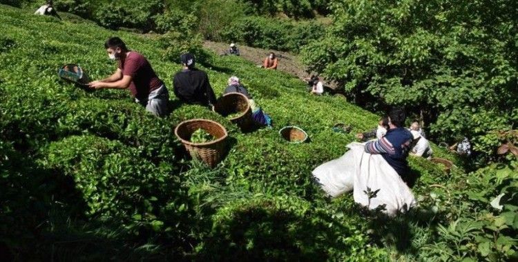 Ordulu fındık üreticileri imece usulü çay hasadına başladı