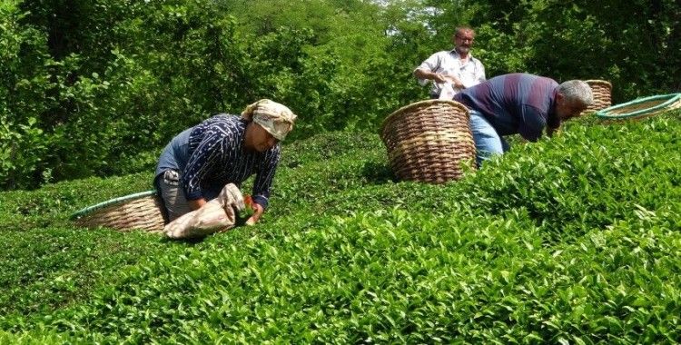 Fındığın başkenti Ordu’da çay hasadı başladı