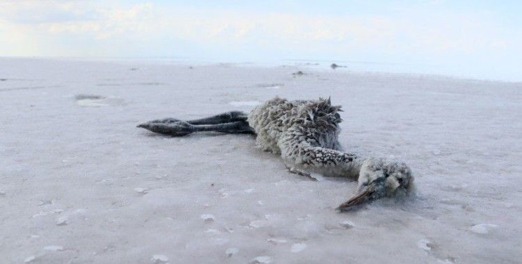Tuz Gölü'nde flamingoların esrarengiz ölümü dikkat çekiyor