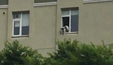 Evde tek kalan köpek pencereden sarktı