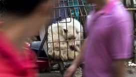 Çin: Yulin Köpek Eti Festivali yasaklansın çağrılarına rağmen kapılarını açtı