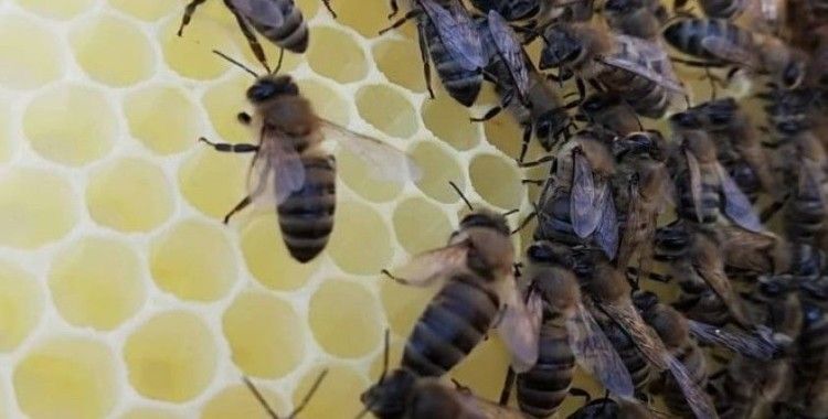 Türkiye'de ilk olacak Gökçeada arısına bal ormanı tesisi