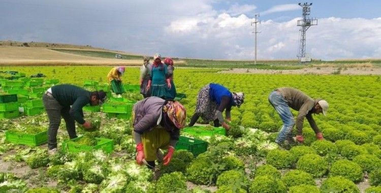 Mevsimlik tarım işçileri: Tarlada sosyal mesafe yok