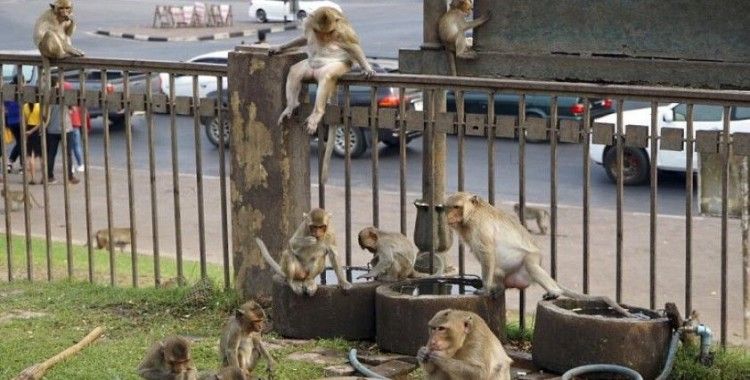 Tayland'ın antik şehrini maymunlar istila etti, halk saldırı ihtimali sebebiyle sokağa çıkamıyor