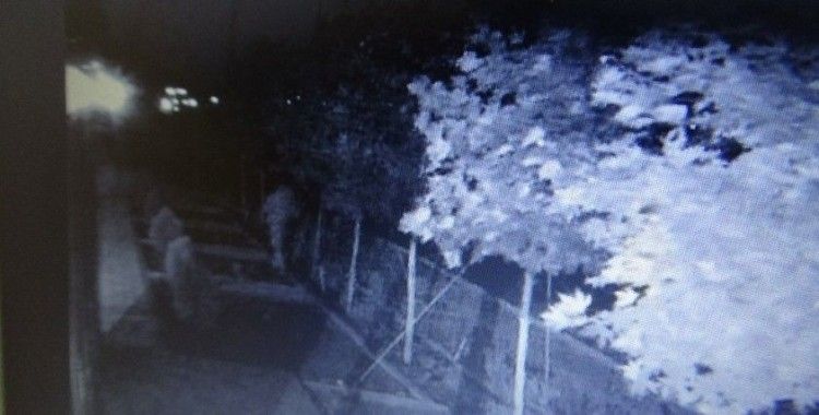 Diyarbakır’da bir garip hırsızlık, yıllarca gözü gibi baktığı ağaçları çalındı