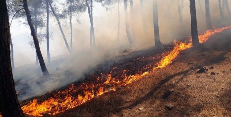 Kırıkhan'da 40 dönümlük kızılçam bitki örtüsü yandı
