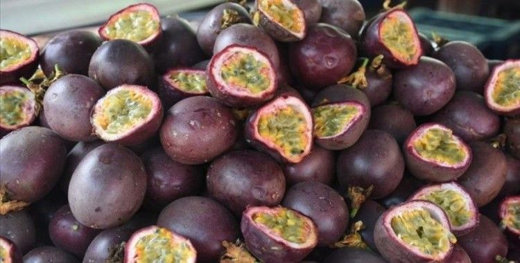 Tropikal meyve 'passiflora'nın üretim alanı genişliyor