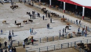 Doğu Anadolu'dan kurbanlık sevkiyatları başlıyor