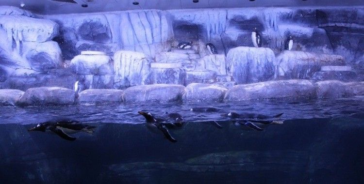 Türkiye’nin ilk bebek pengueni İstanbul Akvaryum’da dünyaya geldi