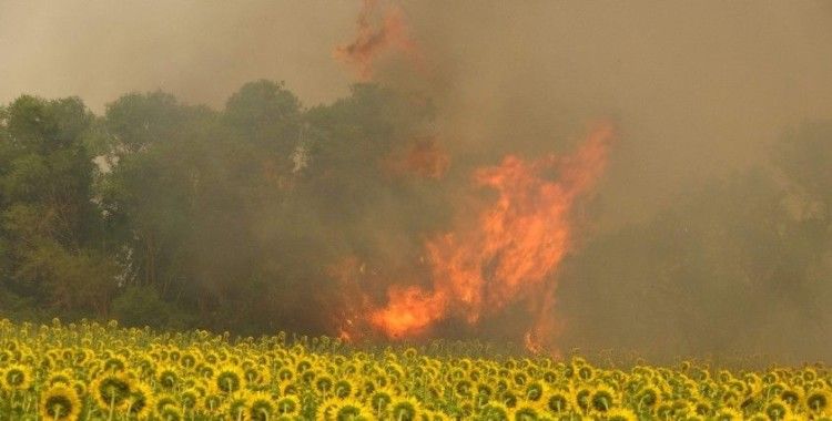 Çanakkale'deki poyraz orman yangınına müdahaleyi güçleştiriyor