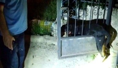 Nallıhan'da kapıya sıkışan köpeğe itfaiye seferberliği