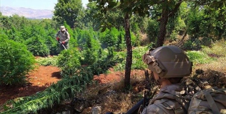 Terör örgütü PKK Doğu ve Güneydoğu'da vatandaşları uyuşturucu üretimine teşvik etmiş