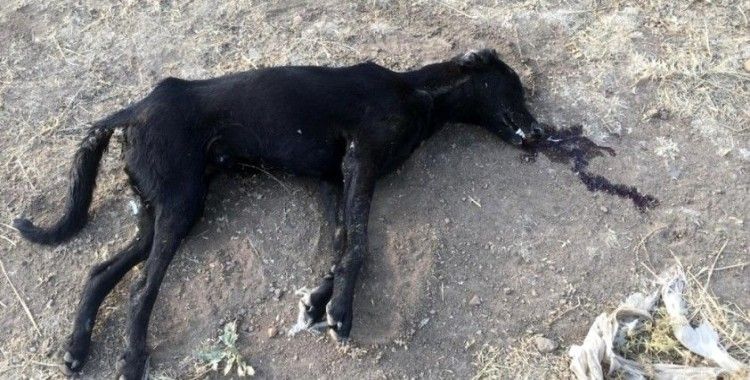 Mardin'de korkunç iddia: 10 köpek zehirlendi, 7'si öldü 3'ü tedavi altına alındı