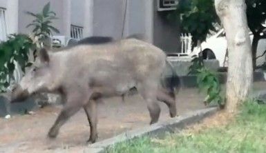 Gündüz vakti şehre indi, vatandaş şaştı kaldı