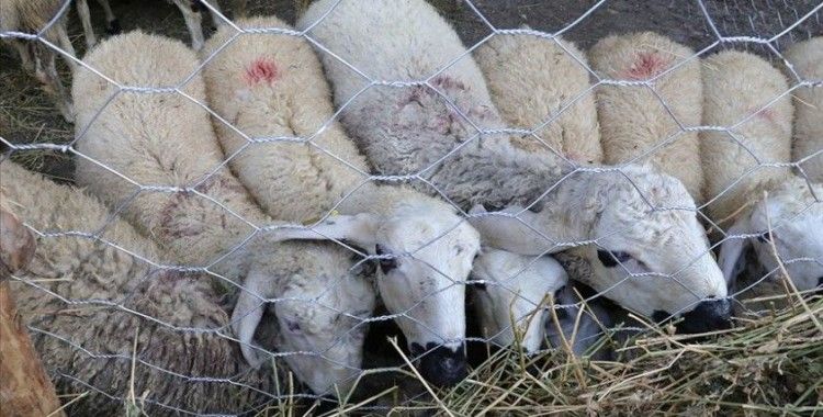 TÜDKİYEB Genel Başkanı Çelik: Kurbanlık küçükbaş hayvan sayımız, 138 ülkenin koyun, keçi varlığından fazla