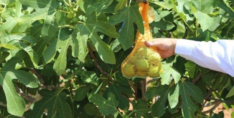 Şanlıurfa'da incir üretimi 'ilekleme' yöntemiyle artırılacak