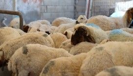 Kurbanlık seçerken hayvanın sağlığına ve koronavirüs tedbirlerine dikkat edilmesi uyarısı