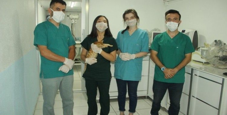Yapışık dördüz kedi yavrularına cerrahi operasyon