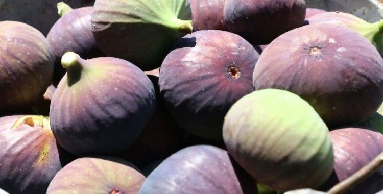 Siyah incir ihracatında hedef 60 milyon dolar