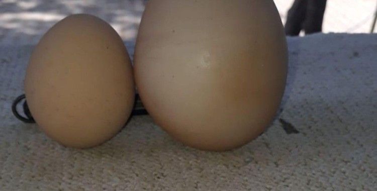 Yumurtanın içinden yumurta çıktı, vatandaş şaştı kaldı