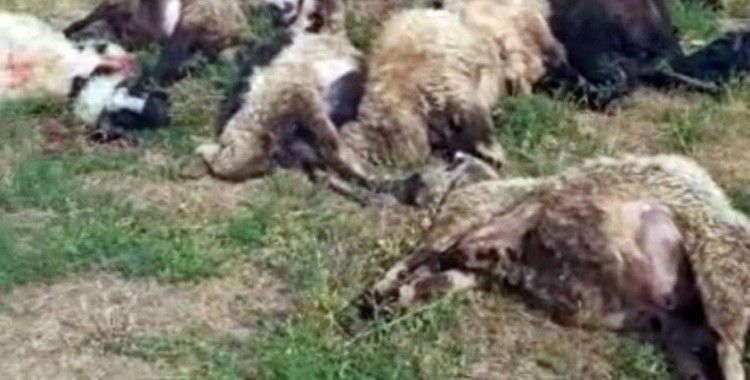 Yüksekova’da meraya yıldırım düştü, 17 koyun telef oldu