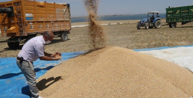 Bitlis'te 100 milyon TL'lik buğday hasılatı bekleniyor