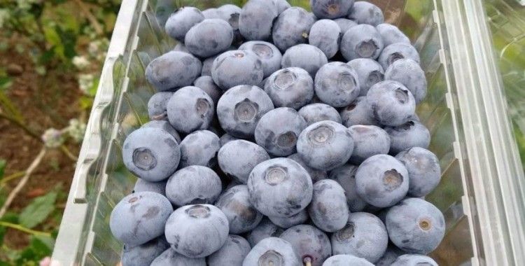Samsun'da 'mavi yemiş' üretimi yaygınlaşıyor